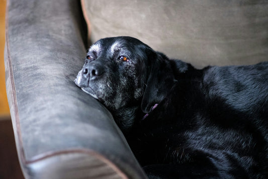 Pootje voor Pootje: Levensvreugde bij Minder Mobiele Honden - WOEF Nu Hondenhoek online Blog