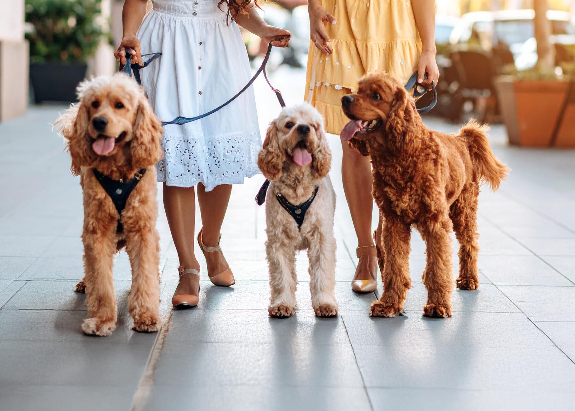 Comfortabele en duurzame hondenlijnen en harnassen in diverse stijlen voor optimale controle en veiligheid tijdens het wandelen.