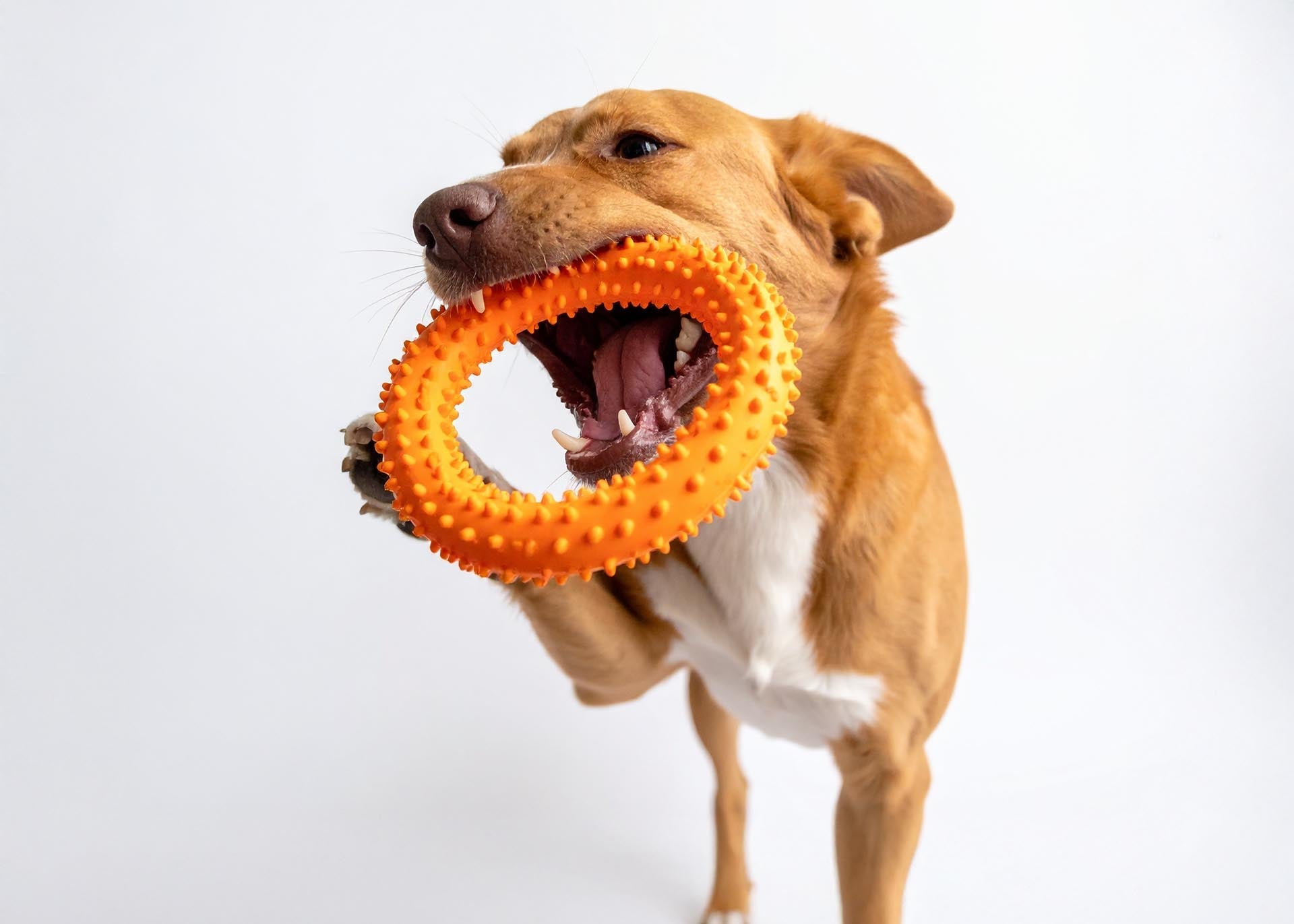 Kleurrijk en duurzaam hondenspeelgoed voor speelplezier, kauwen en interactief vermaak, verkrijgbaar bij Hondenhoek.