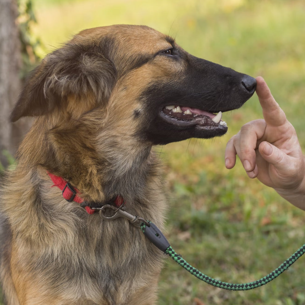 Halsbanden & Leibanden - Veilig op Straat met Uw Hond - de Hondenhoek