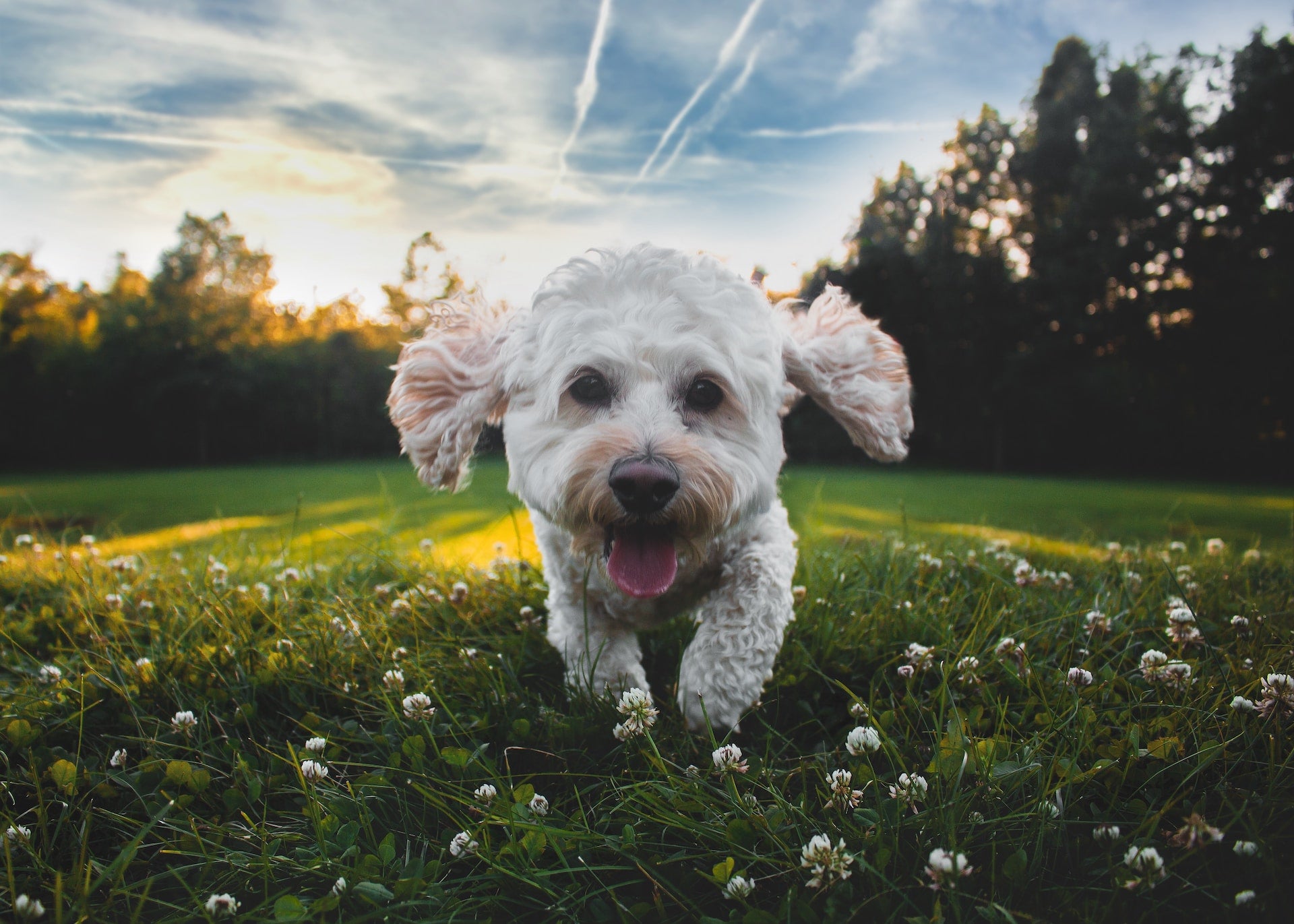 Korting op Hondenhoek - Alles voor honden & baasjes - Hondenwinkel