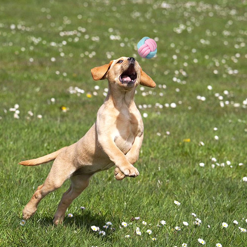 Actief Hondenspeelgoed - Speelgoed voor Honden - Hondenhoek.com