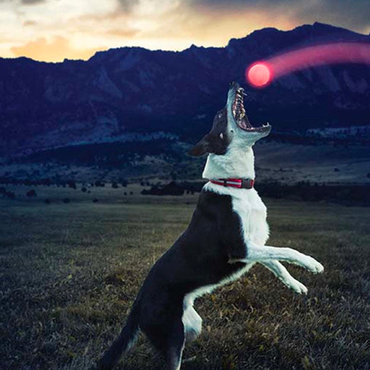 Hond LED bal speelgoed kopen online