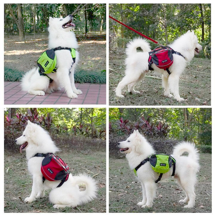 Hond met rugzak voor hiking