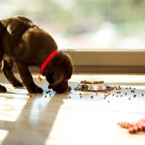 Premium Puppy - Voor Middelgrote en Grote Puppies - WOEF Boetiek