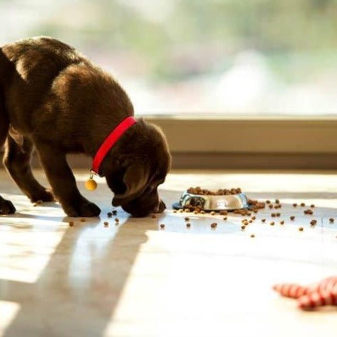 Super Premium Mini Chicken & Rice - Brokken voor Puppy - WOEF Boetiek