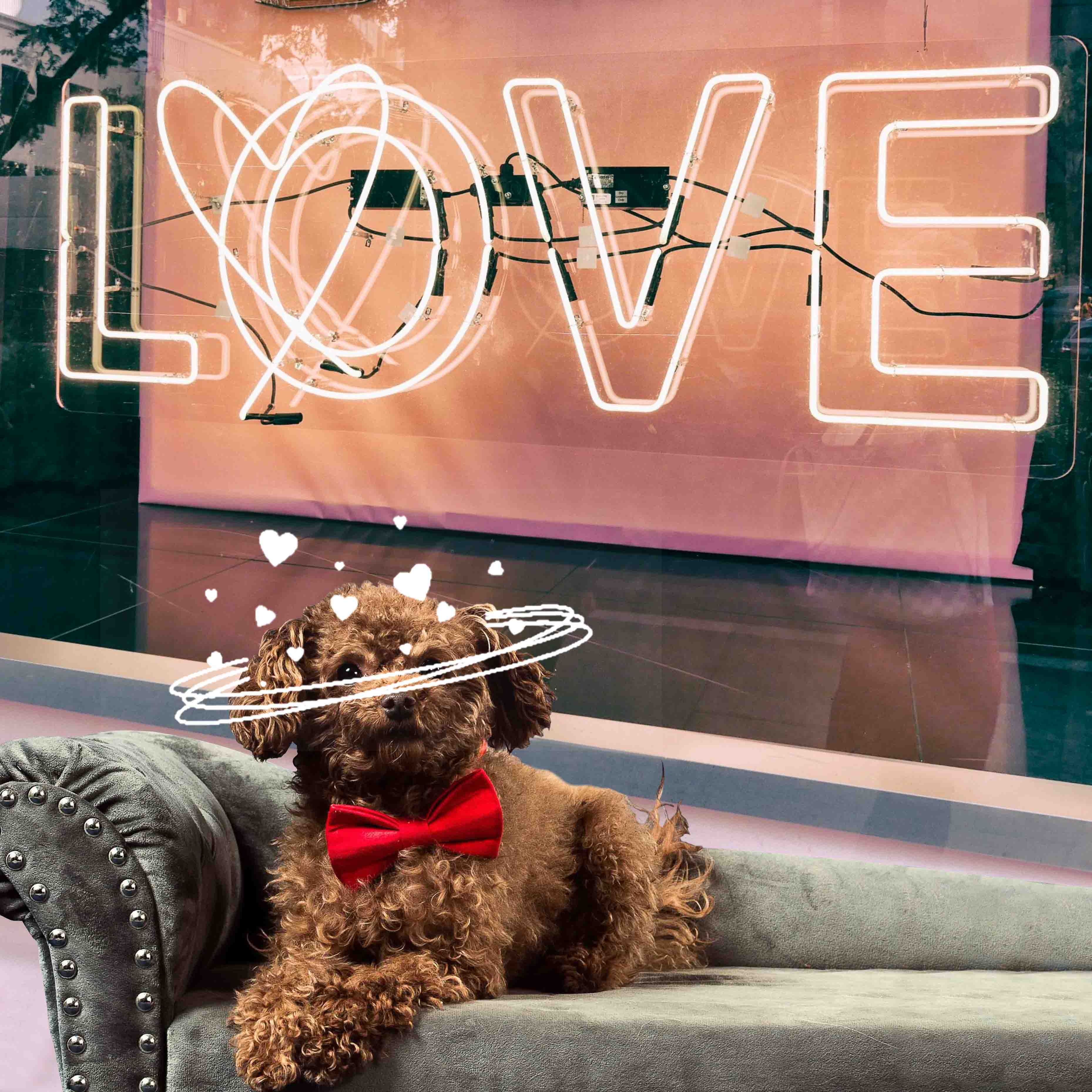 Hondenstrik - Mooie accessoires en kleding voor honden - Hondenhoek Valentijnsdag Valentijn