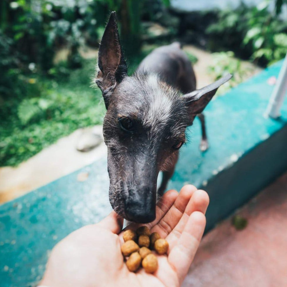 Super Premium High Energy - Brokken Intensieve Honden - WOEF Boetiek
