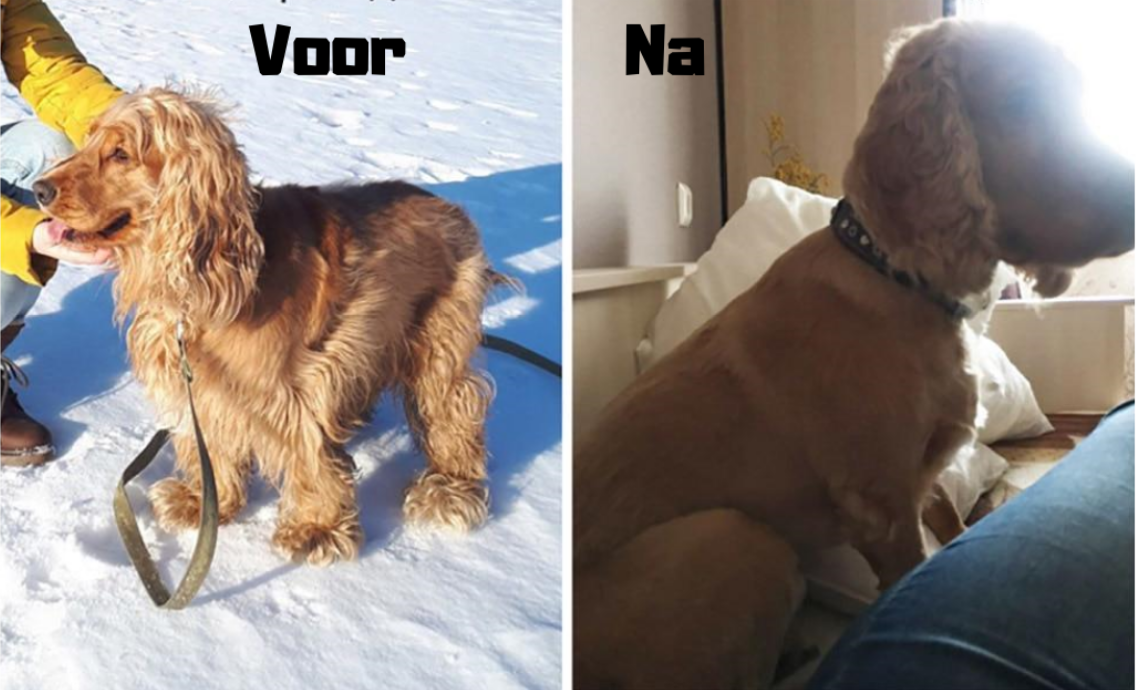 Baorun™ Silent Tondeuse