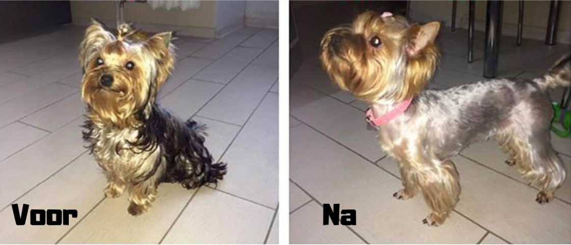 Baorun™ Silent Tondeuse