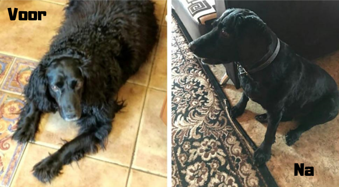 Baorun™ Silent Tondeuse