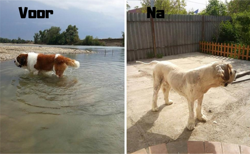 Baorun™ Silent Tondeuse