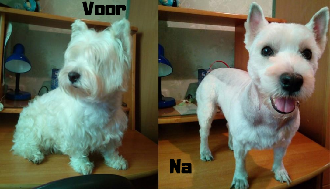 Baorun™ Silent Tondeuse