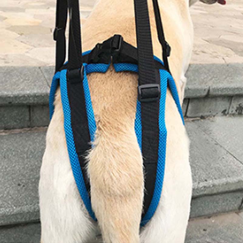 PETZZ Ondersteunende Heupband - Veiligheid voor de hond - WOEF Boetiek