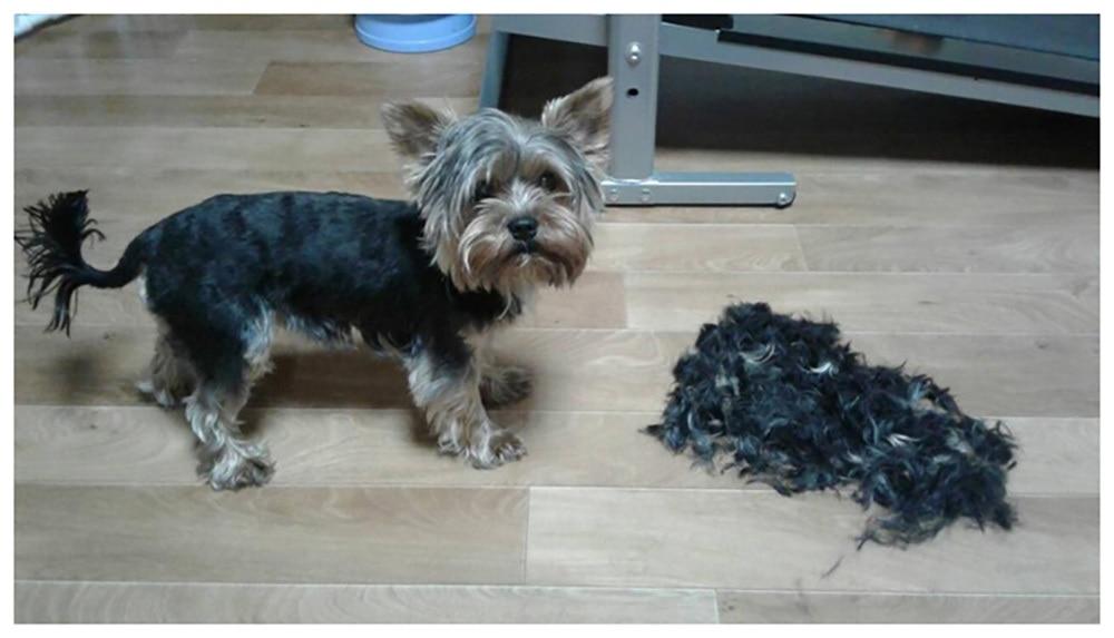 Baorun™ Silent Tondeuse