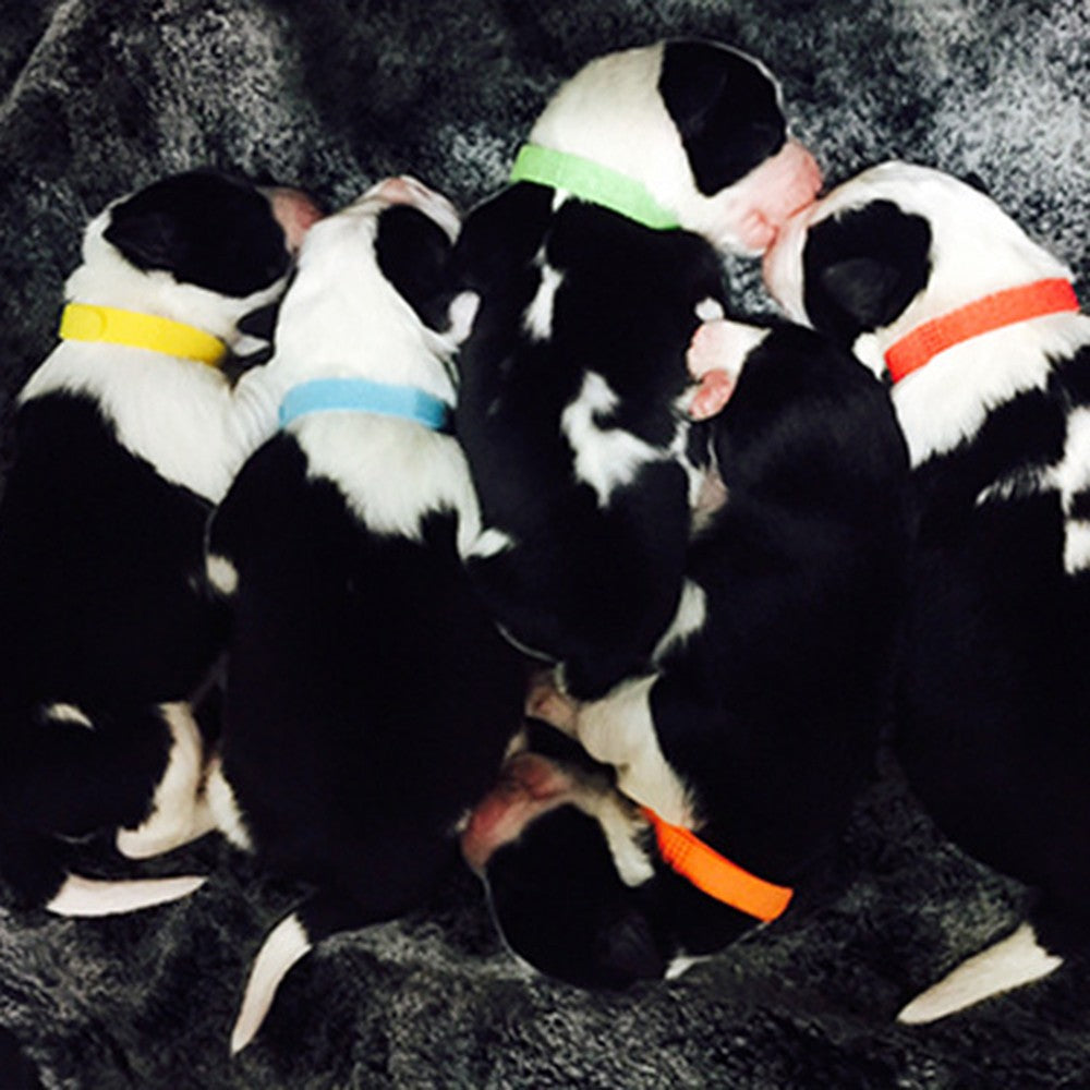Puppy Identificatiestrip Halsbanden - Puppies en Honden Online kopen