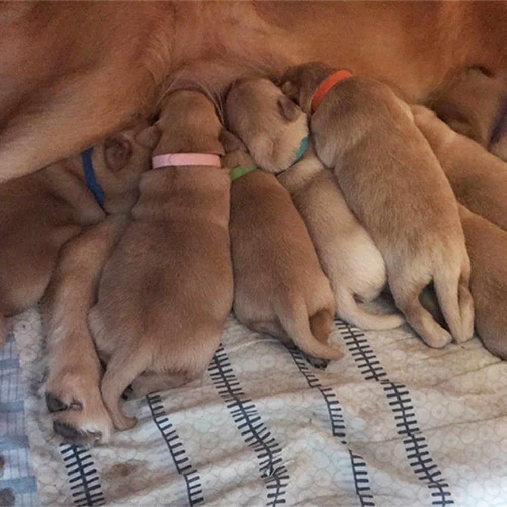 Puppy Identificatiestrip Halsbanden - Puppies en Honden Online kopen