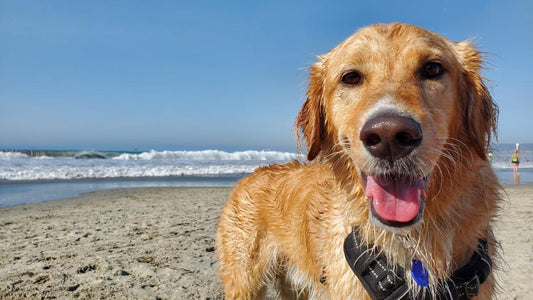 Zomertip: Samen met de hond naar strand - Hondenhoek.com Online Blog