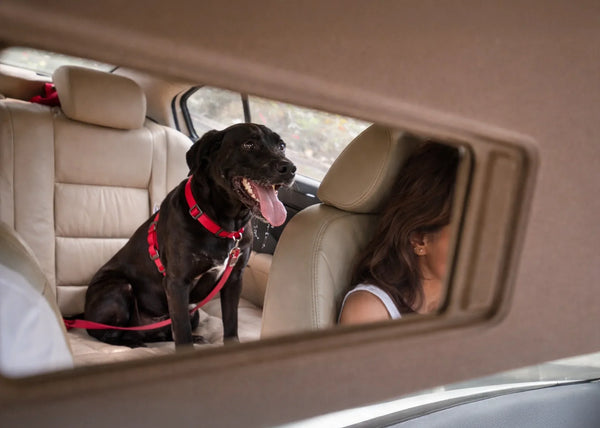 Zittende hond met rode autoharnas tijdens autorit; stresssignalen hond, veilig reizen, hondenriem auto, Hondenhoek tip