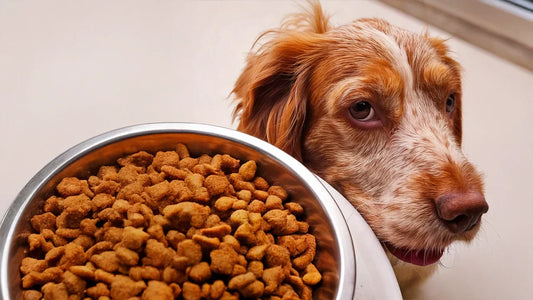 Hondenhoek online winkel voor hond en baasje Anny Shah rian de Boer Hondenvoer Raw brokken insectenvoer verzorging van uw viervoeter hond gratis puppy online met korting kopen