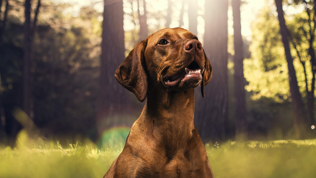 WOEF boetiek Hondenhoek Hond blaffen natuur online winkel