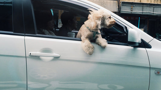 Hond uit raam wagen auto Woef