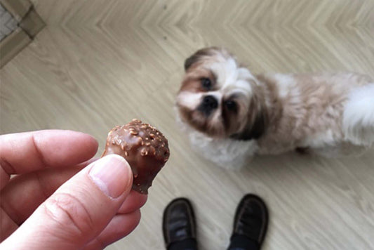 Klantvraag: Mag mijn hond chocolade eten? - Online Blog - Hondenhoek