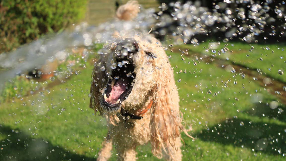 Honden Spelen Online Zomer Water