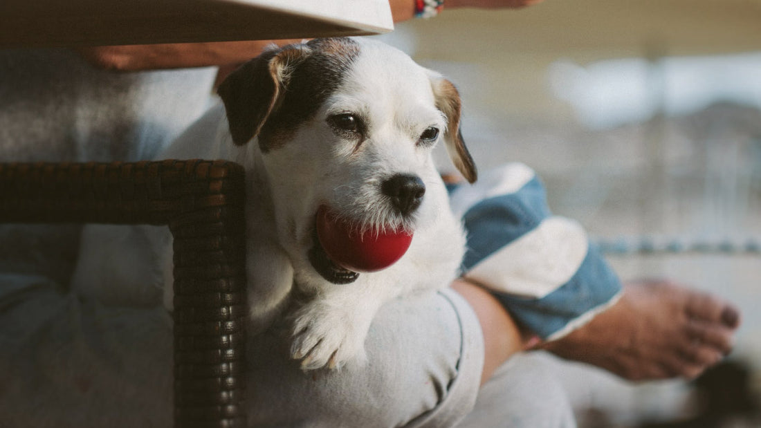 Hond met bal in mond expert blog Hondenhoek