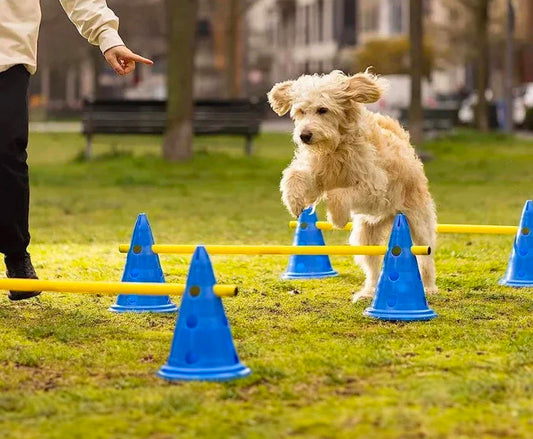 De Magie van Training: Agility voor Gelukkige Honden - Hondenhoek Blog