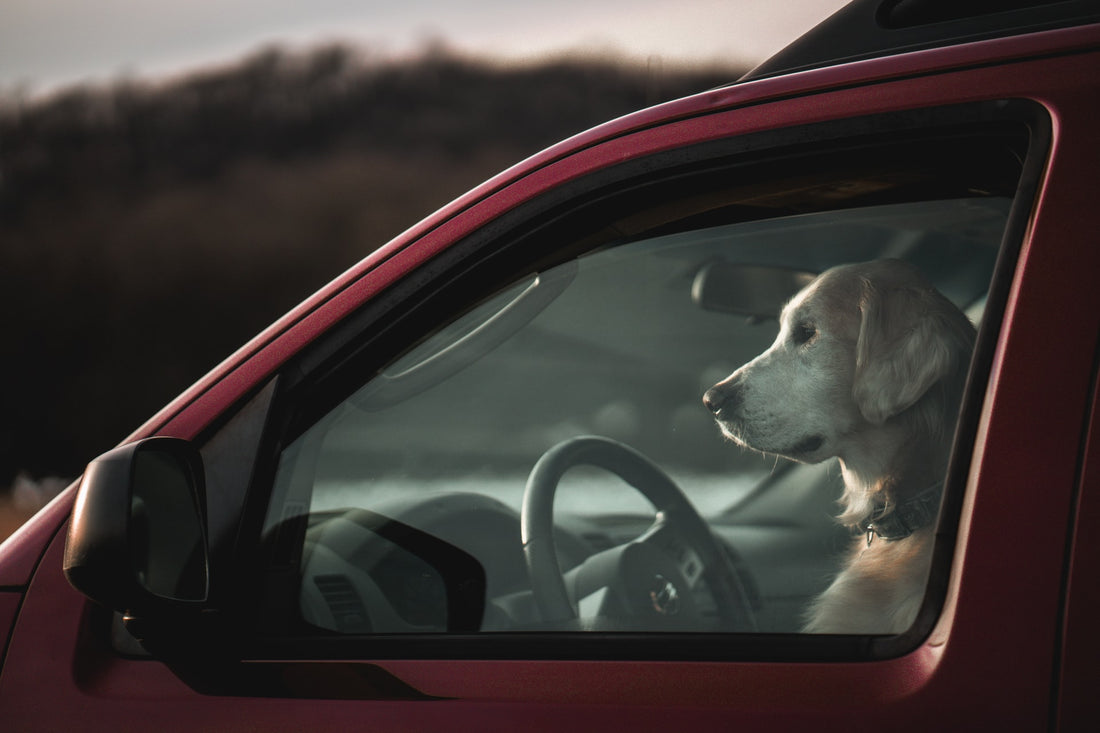 Hond opgesloten in een auto: Wat te doen? - Hondenhoek Online Blog