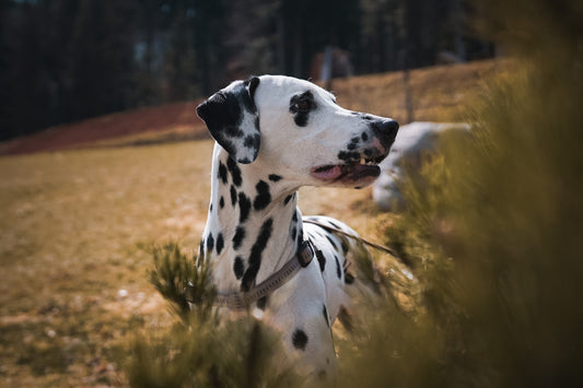 Stop met liegen... Uw hond ruikt het! - Honden Nieuws - WOEF Boetiek