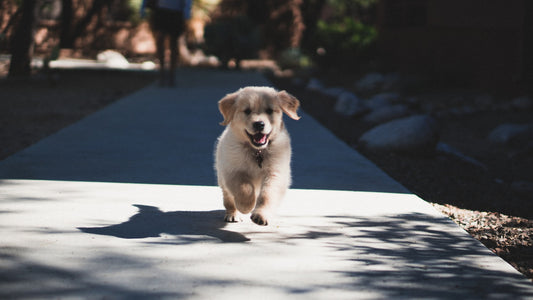 Het Sociaal Maken van uw Pup: Socialisatiegids voor Honden - Hondenhoek Hondenhoek.com online winkel voor hond en baasje