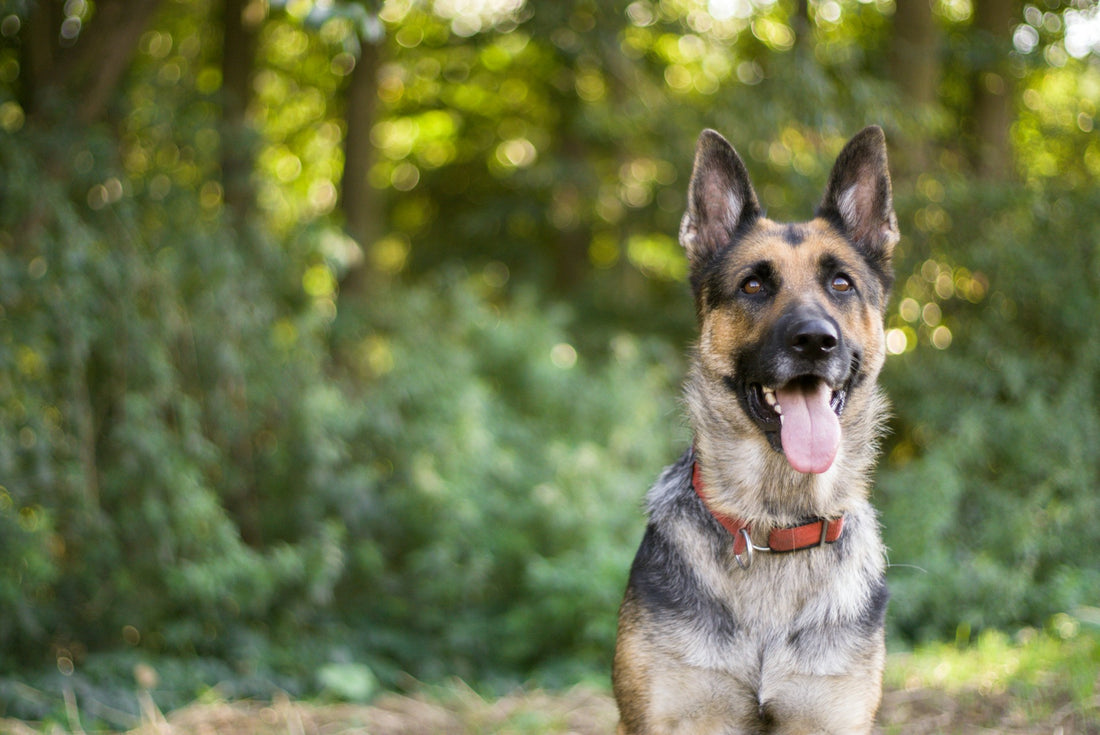 De Geheime Sleutel tot Een Perfect Opgevoede Hond - Hondenhoek Blog