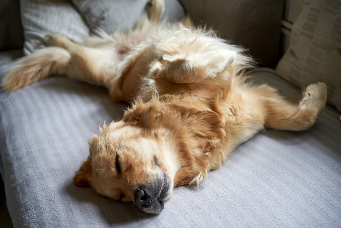 WOEF BLOG nachtrust slapen stress honden baasjes