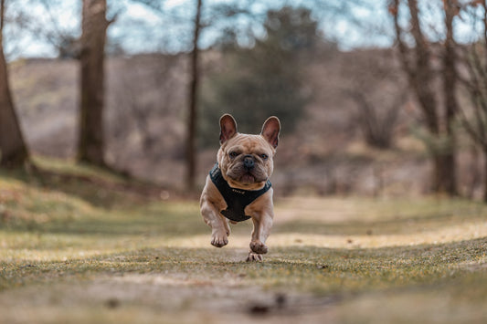 Hoeveel beweging heeft mijn hond nodig? - Alles over honden - Hondenhoek.com de online winkel voor hond en baasje