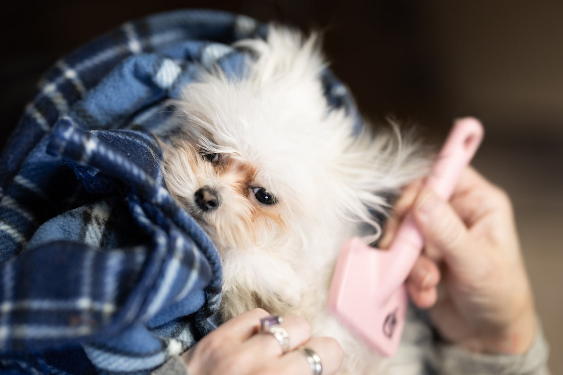 De Perfecte Gids voor het Borstelen van uw Hond - Hondenhoek Blog