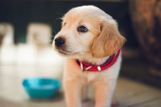 5 Tips voor een goede Hondennaam - Puppy's en meer - Hondenhoek Blog