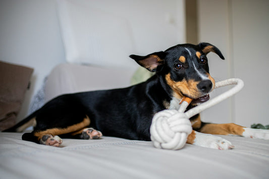 Speel Slim: Hondenspeelgoed Gids! - Hondenhoek Online Blog