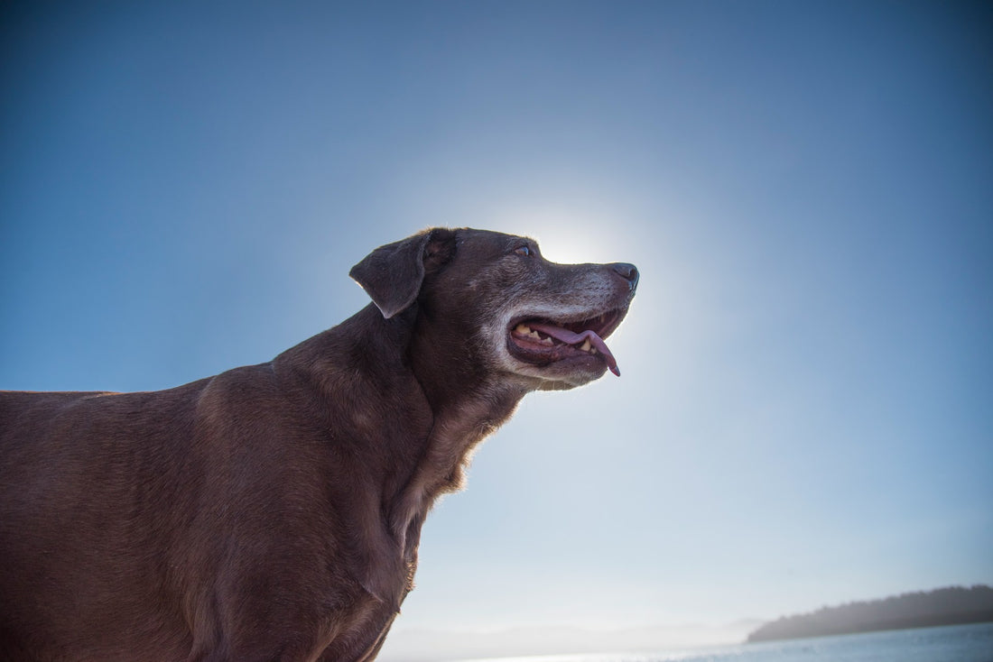 Actieve Gouden Jaren: Samen met Uw Oudere Hond - Hondenhoek Blog