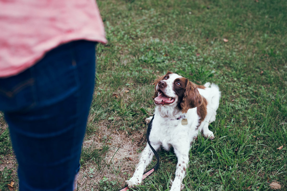 De beste manier(en) om uw hond iets nieuws te leren - Hondenhoek Blog