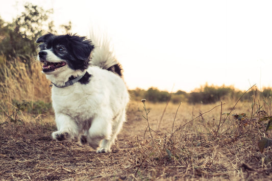 Waarom kiezen voor een huisdier? - Hondenhoek Blog - dé online winkel