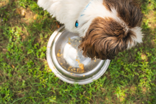 Voedingsgeheimen: De Juiste Voeding voor een Gezonde Hond - Hondenhoek de online winkel voor hond en baasje