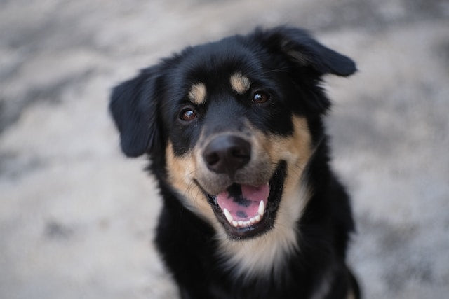 Hoe tanden van honden verzorgen? Hondenhoek Online Blog Winkel voor hond en baasje