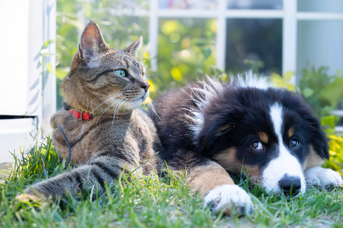 Hoe honden en katten aan elkaar te introduceren - Hondenhoek Blog WOEF Boetiek Online winkel voor hond en baasje