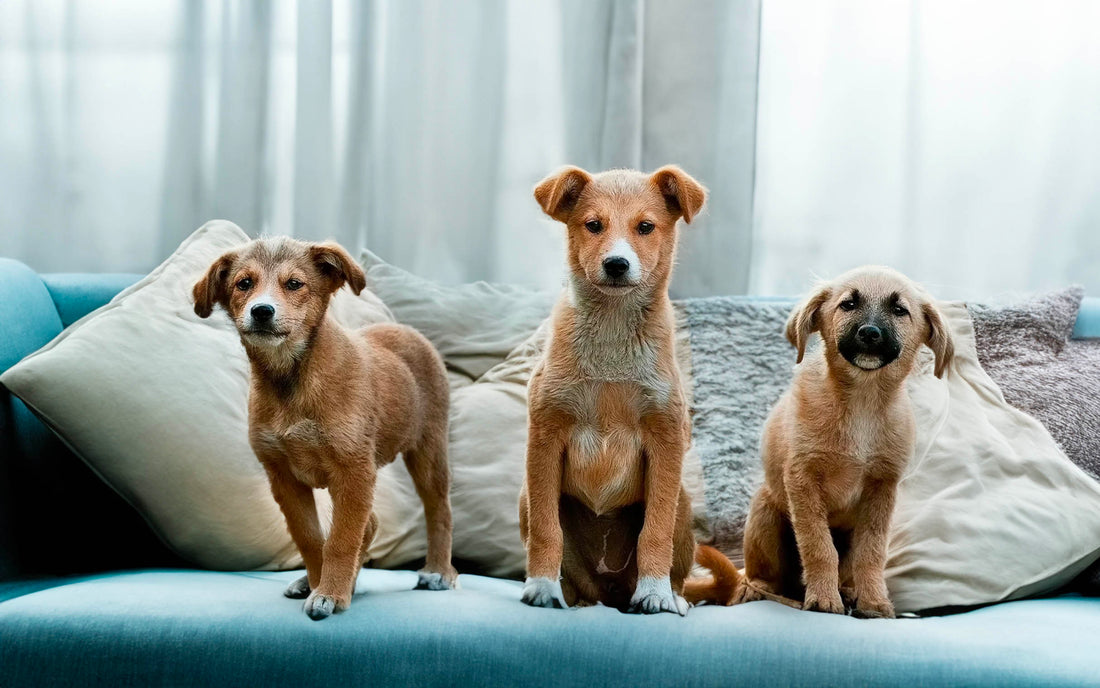 Het gedrag van uw hond heeft niets met het ras te maken - Hondenhoek WOEF Boetiek Online winkel voor hond en baasje