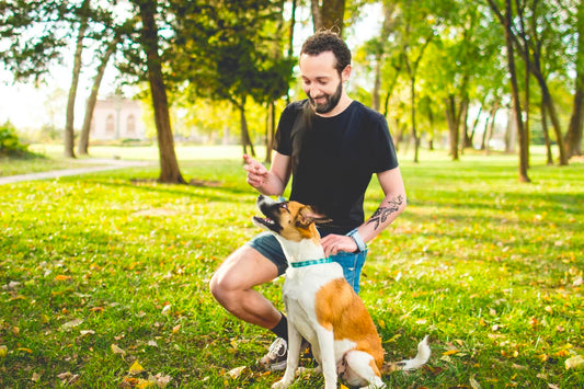 Waarom het straffen van uw hond vaak niet werkt - Hondenhoek Blog