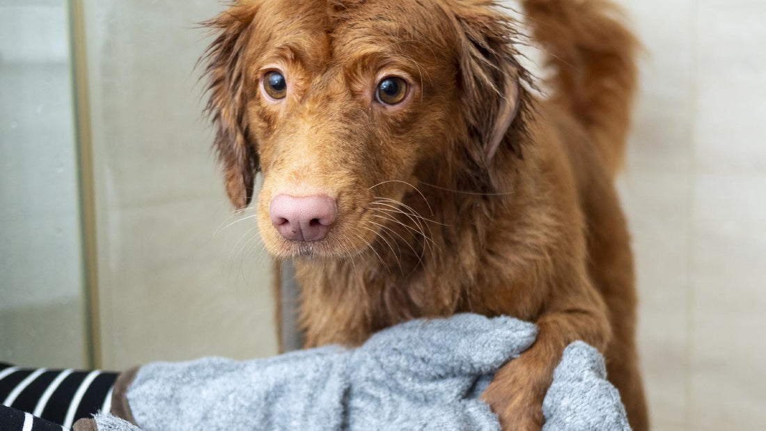 Hygiëne voor Honden: De beste pootverzorging - Hondenhoek Online Shop
