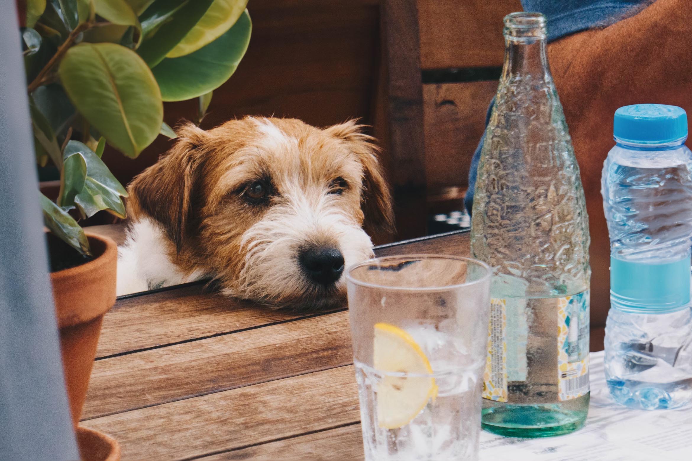 Mogen honden Chorizo eten? Houd uw hond veilig! - Uitgelaten Hond Mogen honden Chorizo eten? Houd uw hond veilig! - Uitgelaten Hond