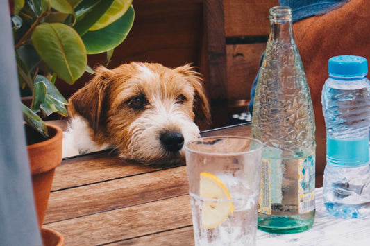 Houd uw hond gehydrateerd en bruisend van energie! - Hondenhoek Blog